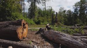 How Our Tree Care Process Works  in  Sulphur, OK