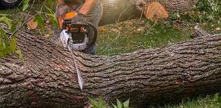 Reliable Sulphur, OK Tree Services Solutions