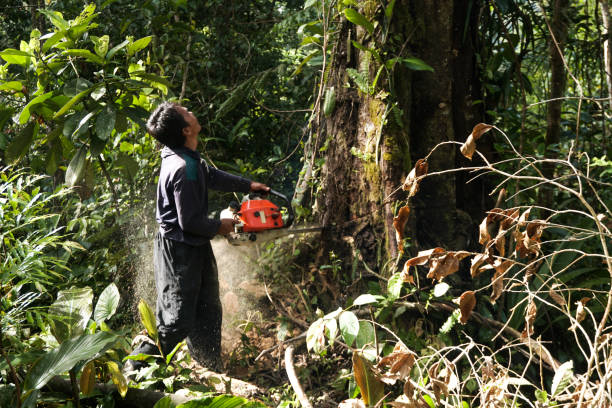 Best Tree Preservation Services  in Sulphur, OK