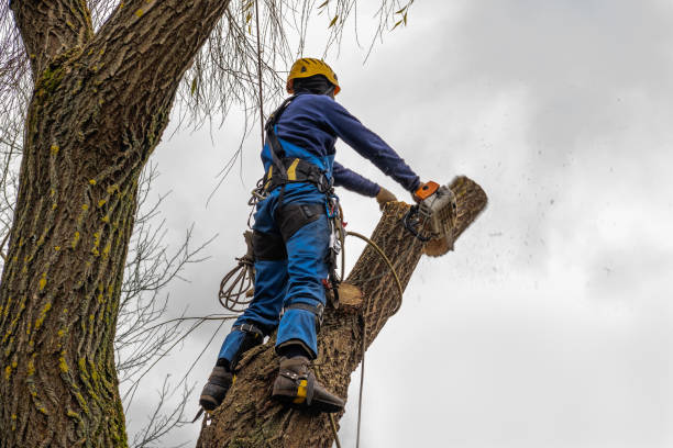 How Our Tree Care Process Works  in  Sulphur, OK