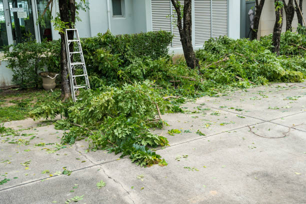 Best Stump Grinding and Removal  in Sulphur, OK