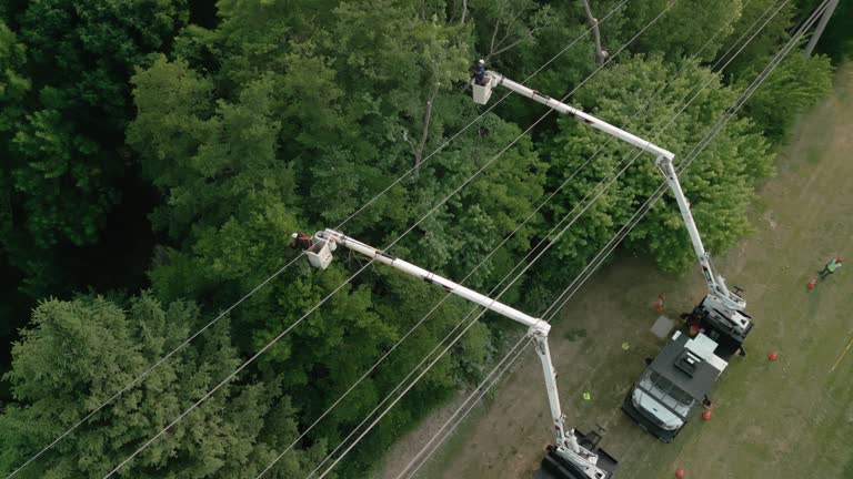 Best Tree Cabling and Bracing  in Sulphur, OK