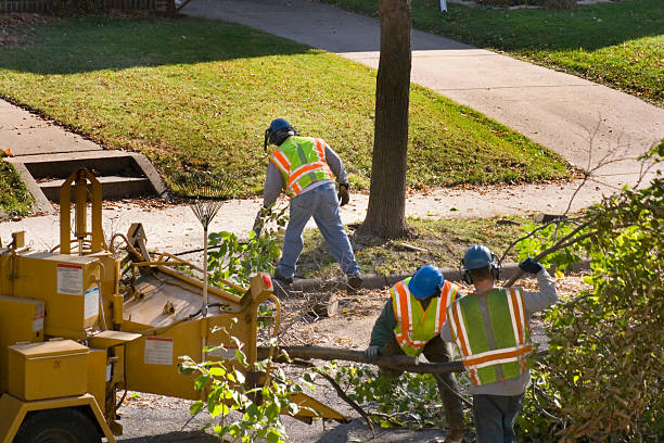 Best Hazardous Tree Removal  in Sulphur, OK