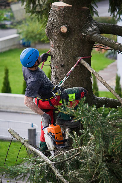 Best Tree Maintenance Programs  in Sulphur, OK