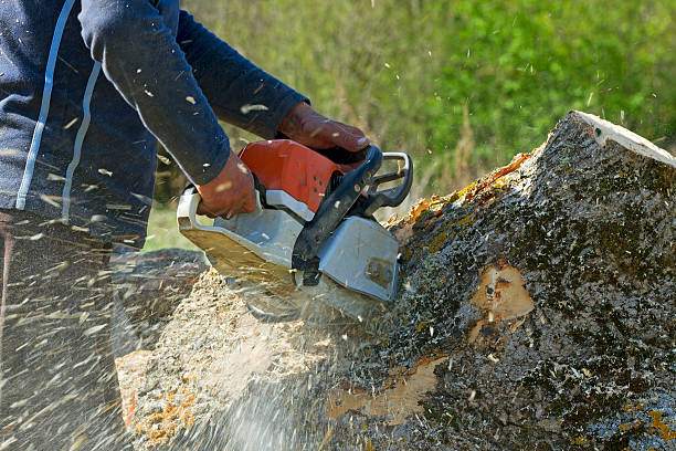 Best Fruit Tree Pruning  in Sulphur, OK