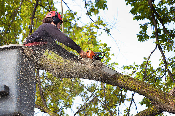 Reliable Sulphur, OK Tree Services Solutions