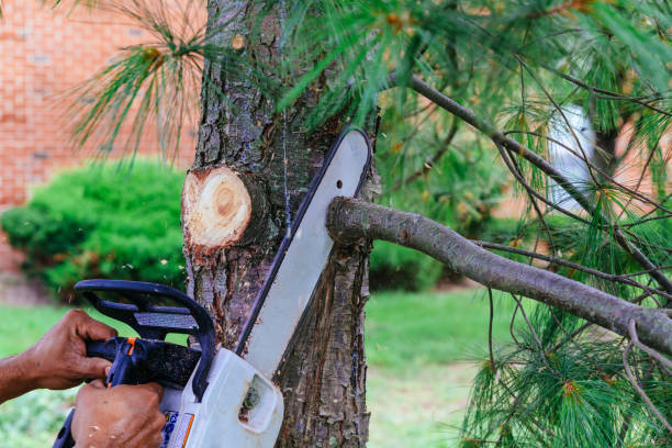 Best Emergency Tree Removal  in Sulphur, OK