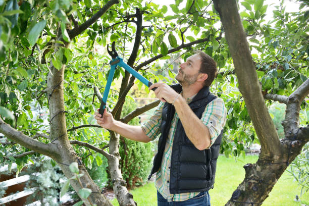 Best Tree Trimming and Pruning  in Sulphur, OK